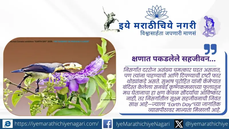 क्षणात पकडलेले सहजीवन : सनबर्ड आणि कृष्णकमळाची निसर्गकथा