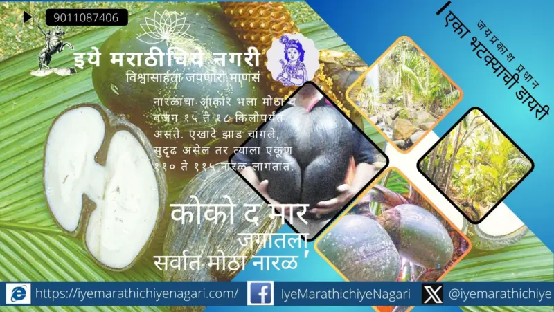 जगातला सर्वात मोठा नारळ कोको द मार