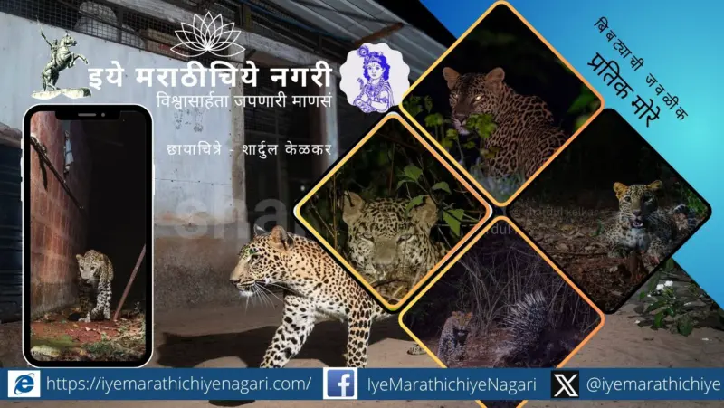 जवळ गेलो आणि कळलं. बिबट्या इतका भयानक नाही !