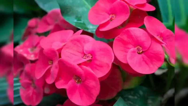 10 Easy Flowering Plants That Bloom All Year With Almost No Effort