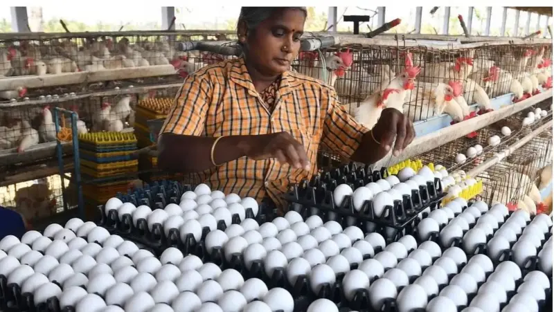 హైదరాబాద్‌లో భారీగా పెరిగిన కోడిగుడ్ల ధరలు