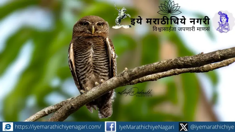 बांदा-तिलारीच्या जंगलात 'जंगल पिंगळा'चा साक्षात्कार : निसर्गसौंदर्य आणि संशोधनाचा संगम