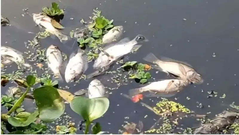Mass Fish Death In Odisha's Paradip Creek Sparks Environmental Alarm