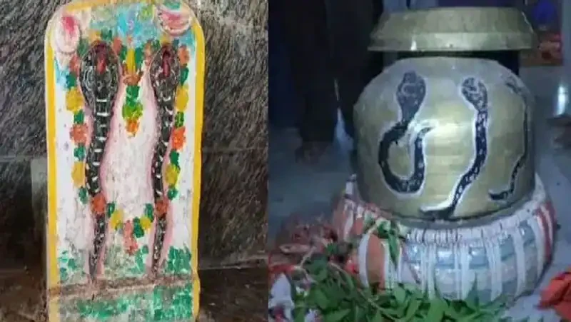 सांपों की अदालत: 150 साल से MP के इस गांव में लगता है नागों का दरबार, खुद बताते हैं काटने की वजह