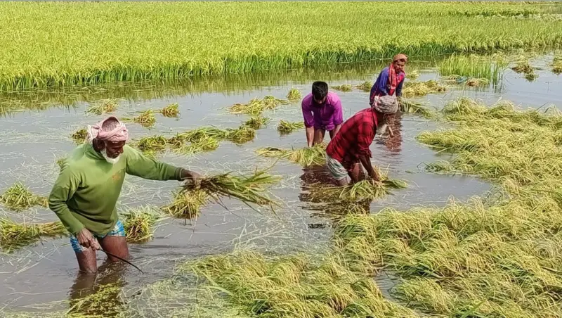 টানা বৃষ্টিতে দক্ষিণবঙ্গে কৃষিতে বিপর্যয়: নষ্ট ৪০০ বিঘা পাট ও ৮০০ বিঘা সবজি, দুশ্চিন্তায় দিন কাটছে কৃষকদের