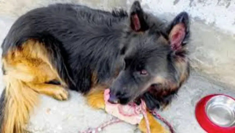 Dogs: The Undaunted Soldiers We Never Talk About