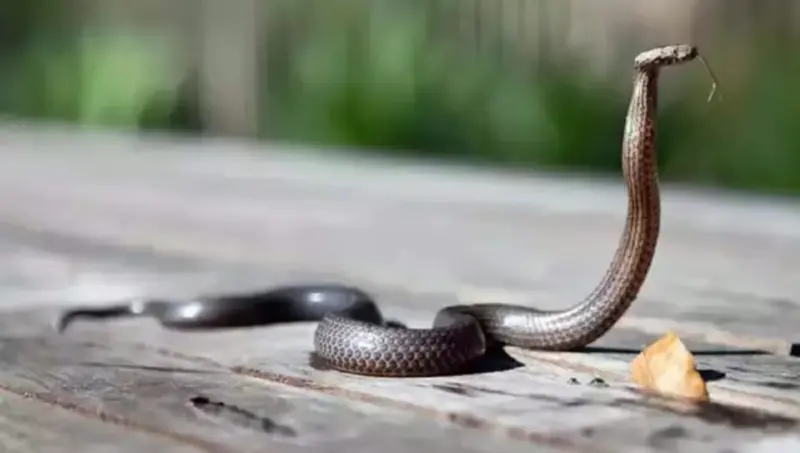 সাপ কেন আঁকাবাঁকা হয়ে পথ চলে?- ১ঝলক