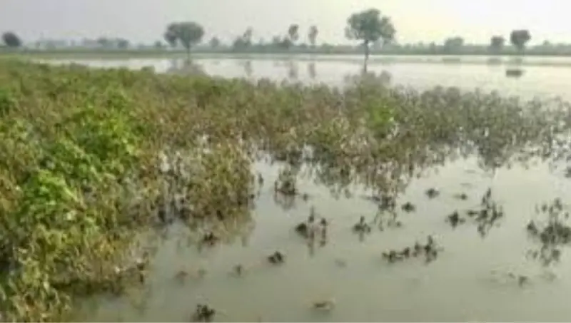 Unseasonal Rains Devastate Gujarat's Farmers, Delay Winter's Onset