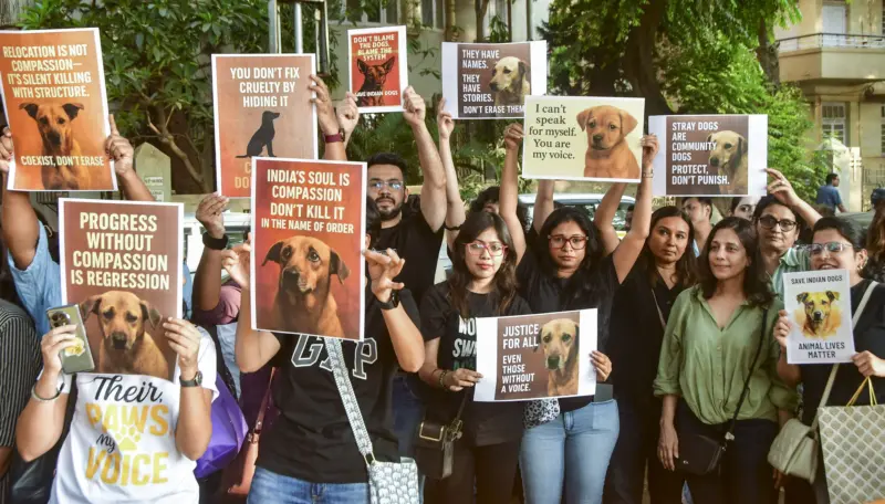 SC draws the line on stray dog menace