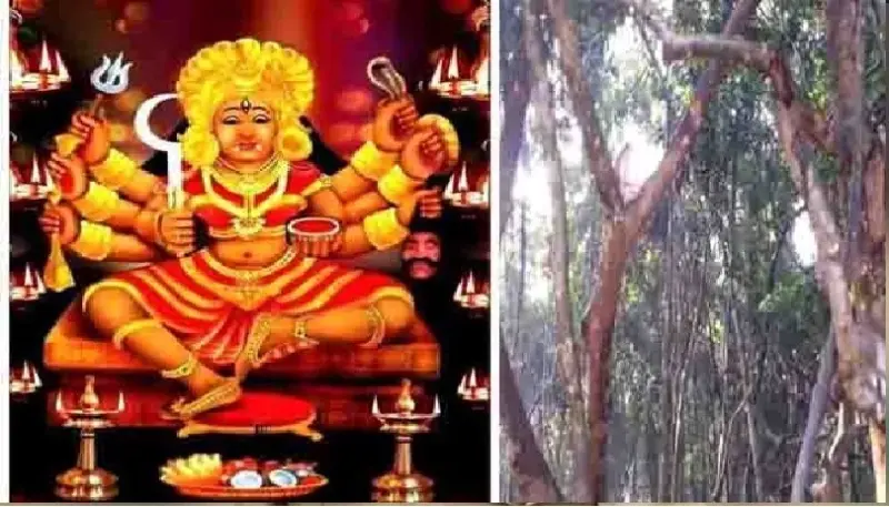 വാനരന്മാരുടെ വാസംകൊണ്ടും പടയണി സമ്പ്രദായംകൊണ്ടും പ്രസിദ്ധമായ ഇലഞ്ഞിമേല്‍ വള്ളിക്കാവ് ദേവീക്ഷേത്രം