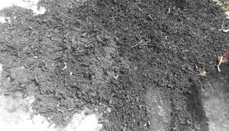 Turning Green Menace into Green Gold: How BIRD Is Transforming Water Hyacinth in Bengal