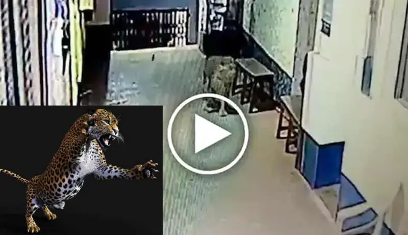Video: बिबट्याने गाठले थेट पोलिस ठाणे अन् पकडली मान.