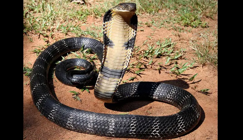 पत्नी आणि चिमुकली झोपली असताना घरात सोडला कोब्रा.