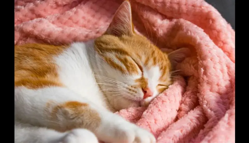 विकृती! भाडेकरूला मांजरावर बलात्कार करताना पकडले रंगेहाथ.