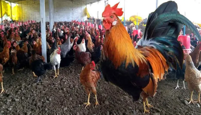 दारुडा कोंबडा चोरण्यासाठी खुराड्यात शिरला अन् पुढे.