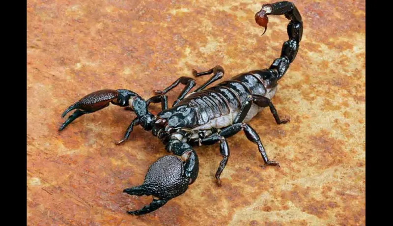 हॉटेलमध्ये ग्राहकाच्या प्रायव्हेट पार्टला चावला विंचू तब्बल चार वेळा.