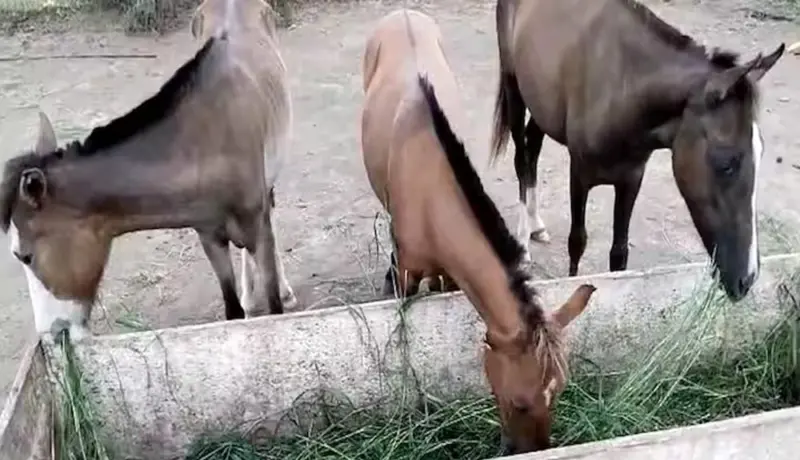 क्रूरता! घोडींचे गुप्तांग शिवले तांब्याच्या तारेने.