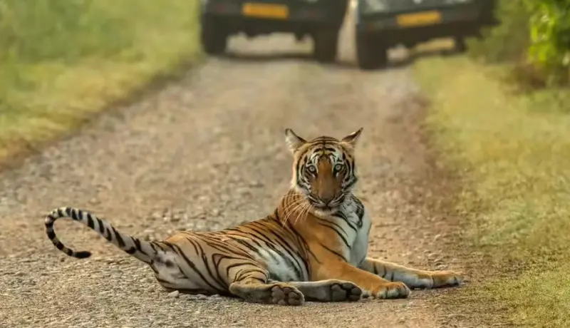6 Great Safari Zones In Jim Corbett National Park