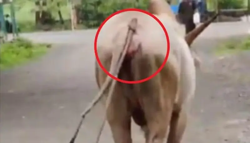 Video क्रुरपणाचा कळस! बैलावर हल्ला करून कुऱ्हाड पाठीतच खुपसली.