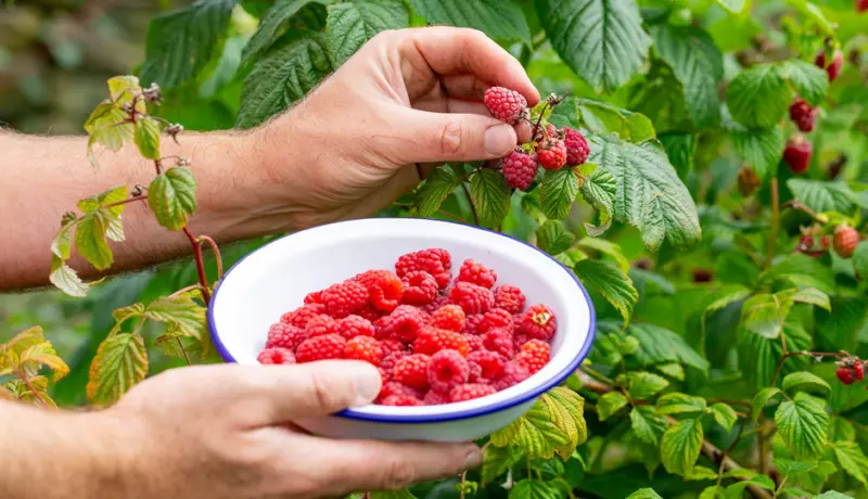 6 Amazing Health Benefits Of Raspberries
