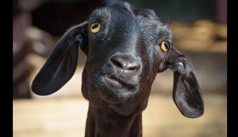 विकृती! गर्भवती बकरीवर तीन दारुड्या युवकांकडून बलात्कार.