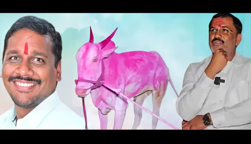 बारामतीत बैलावरून वाद! गोळीबारातील एकाचा उपचारादरम्यान मृत्यू.