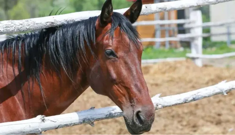 विकृती! घोडीवर बलात्कार करताना cctv मध्ये कैद.