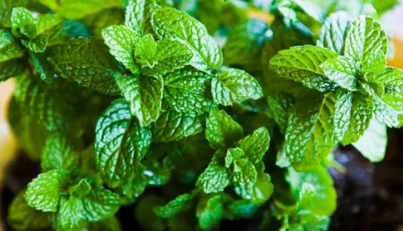 11 Amazing Benefits Of Mint For Skin And Hair