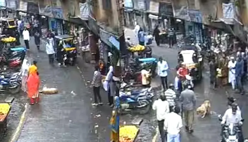 हृदयद्रावक! कुत्रा चिमुकलीच्या अंगावर आदळल्याने मृत्यू तर कुत्रा.