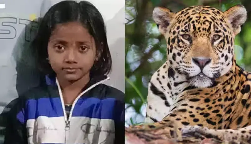 हृदयद्रावक! बिबट्याच्या हल्ल्यात वडिलांच्या डोळ्यादेखत चिमुकलीचा मृत्यू.