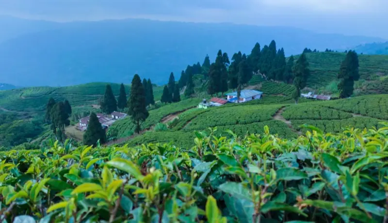 10 Beautiful Places To Explore In Ilam, Nepal
