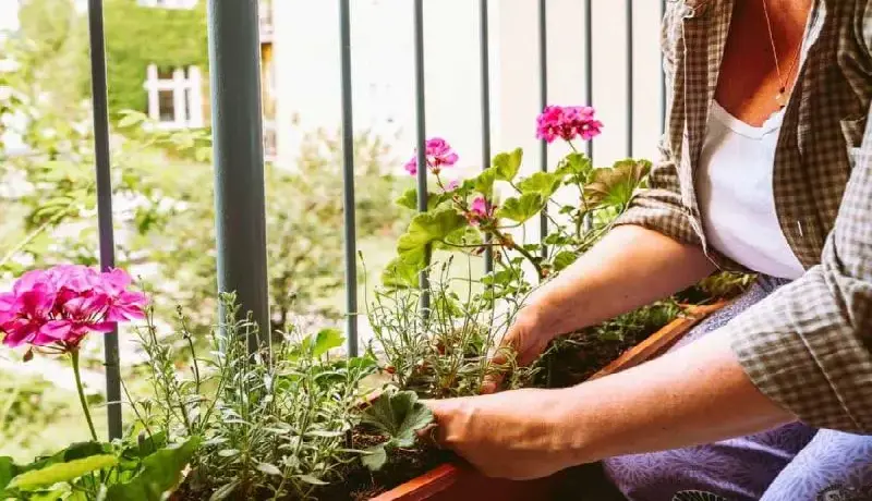 Travel Worry-Free This Summer! 5 Genius Hacks to Keep Your Plants Alive While You're Away
