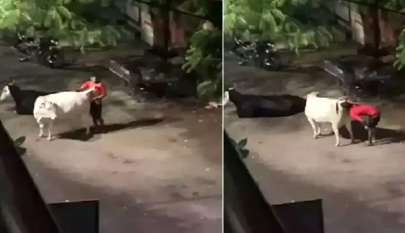 विकृती! नाशिक जिल्ह्यात भररस्त्यात गायीवर अत्याचार.