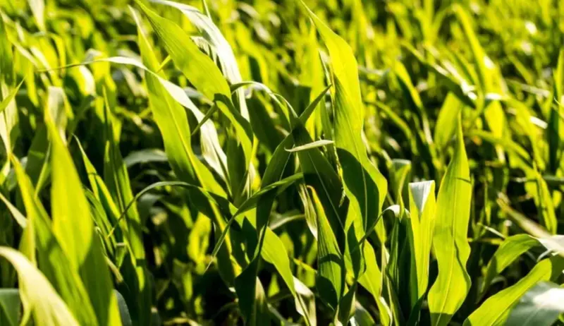 How to get PM Kisan 23rd installment: Complete eKYC and Aadhaar link guide