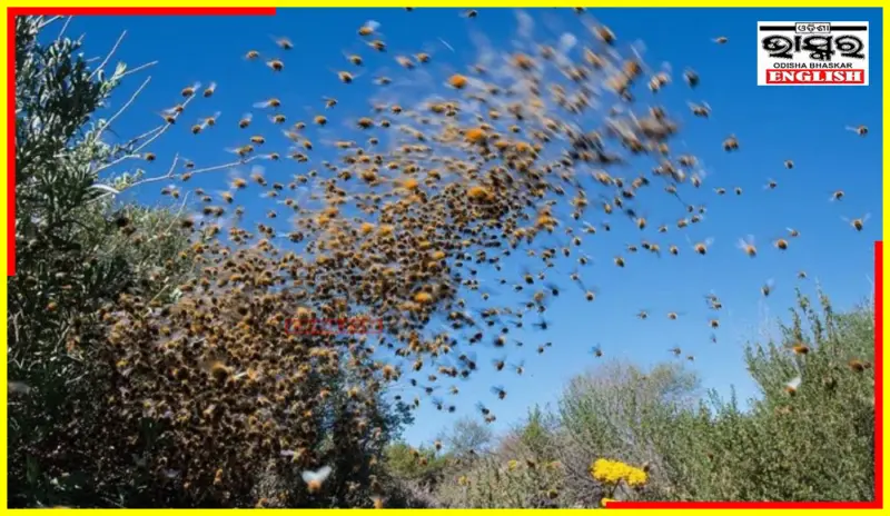 Man Dies After Brutal Honey Bee Attack in Sambalpur