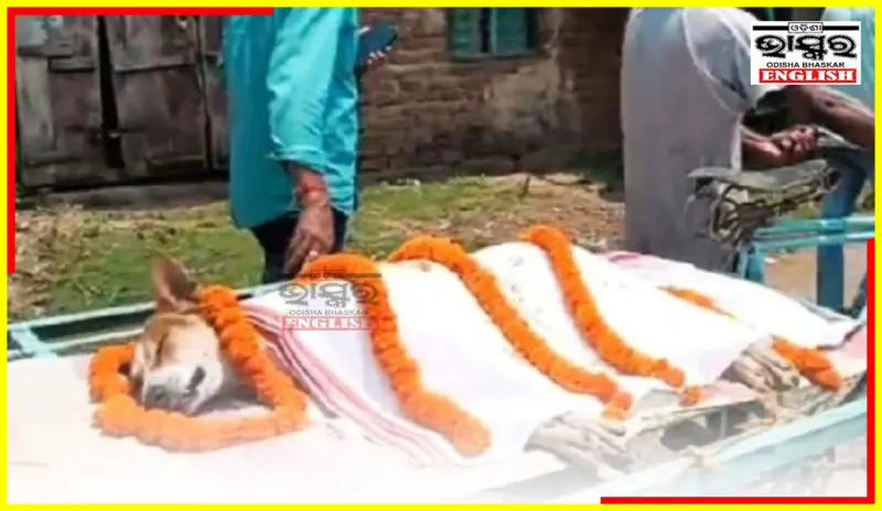 Stray Dog Kali Dies Saving 30 Children from Venomous Snake