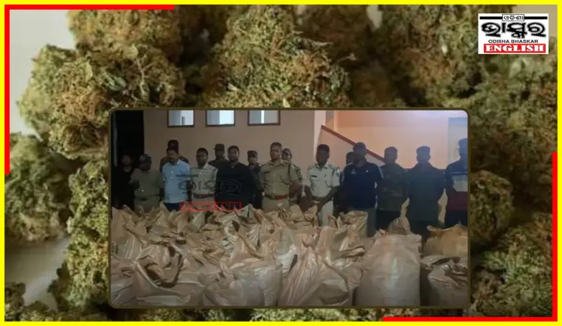 Rs 3 Cr Ganja in 113 Sacks Found on Hilltop in Gajapati