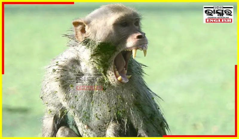 Catch a Monkey, Get ₹600: Maharashtra's New Plan to Curb Rising Human-Animal Clashes