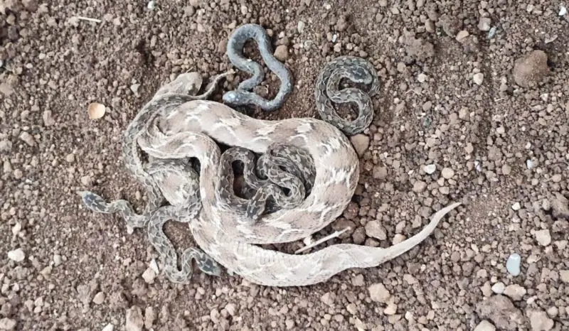 Bhor Snake News : वनवे, उत्खनन आणि प्रशासनाचा निष्काळजीपणा..!नैसर्गिक अधिवास उद्ध्वस्त झाल्याने शिंदेवाडीत फुरसे सापाने दिला ९ पिल्लांना जन्म