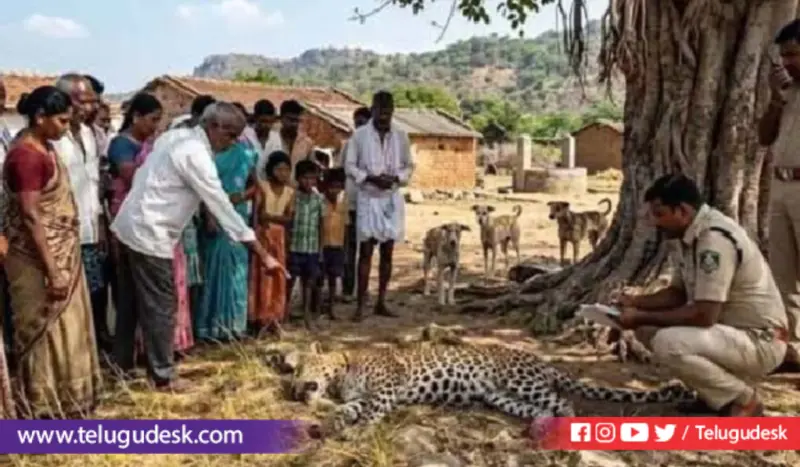 కడపలో కలచివేసిన ఘటన. కుక్కల దాడిలో చిరుత ప్రాణాలు కోల్పోయింది