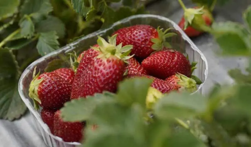Meghalaya gears up to host 2nd edition of 'Strawberry Festival'
