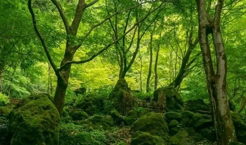 പരിസ്ഥിതി സംരക്ഷണത്തിന് പുത്തന്‍ ഉണര്‍വ്; 1,012.95 ഹെക്ടര്‍ ഭൂമിയില്‍ മരങ്ങള്‍ വച്ച്‌ പിടിപ്പിക്കും; ഗഡ്ചിരോളിയില്‍ വന്‍ വനവല്‍ക്കരണ പദ്ധതിയുമായി കേന്ദ്ര സര്‍ക്കാര്‍