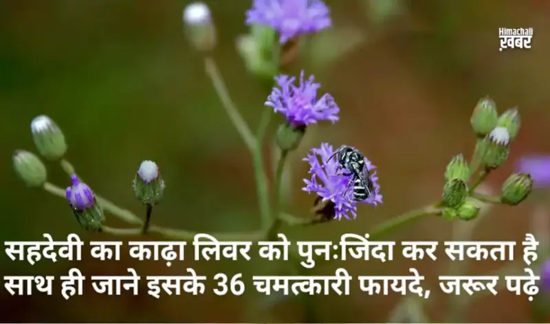 सहदेवी का काढ़ा लिवर को पुनःˈ जिंदा कर सकता है। साथ ही जाने इसके 36 चमत्कारी फायदे, जरूर पढ़ेˌ