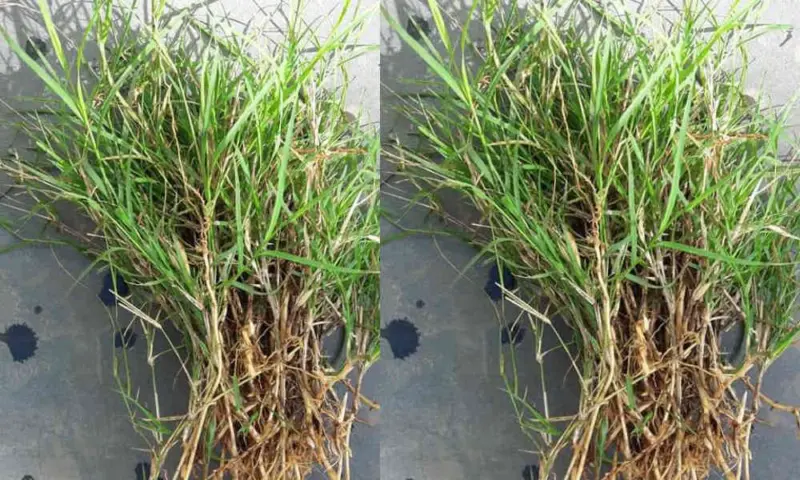 ಗರಿಕೆ ರಸದಿಂದ ಋತುಸ್ರಾವದ ಸಮಸ್ಯೆ ದೂರಾಗುತ್ತೆ