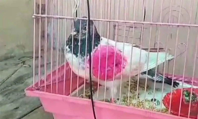 Pakistan-trained 'spy' pigeon captured near border