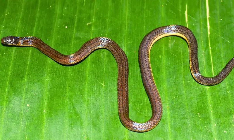 New reed snake species discovered in Meghalaya's Garo Hills reveals Northeast's hidden biodiversity