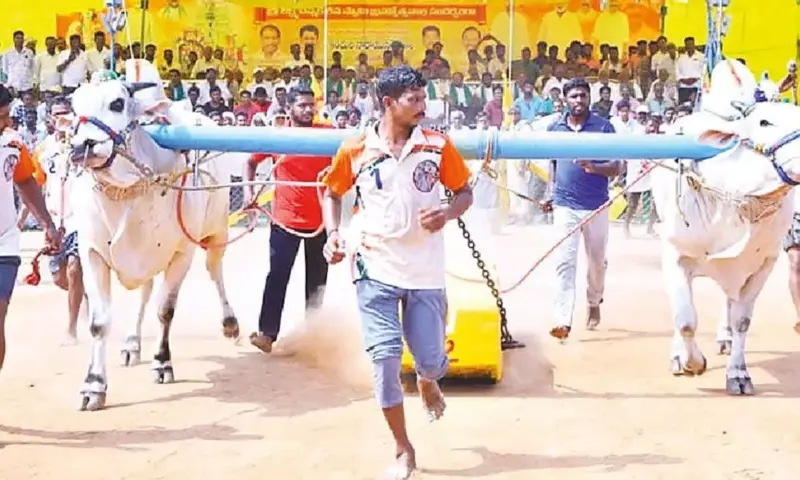 Bullock races part of Telugu culture: Minister