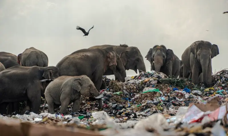 Assam: Elephant death in Golaghat linked to plastic ingestion raises concerns