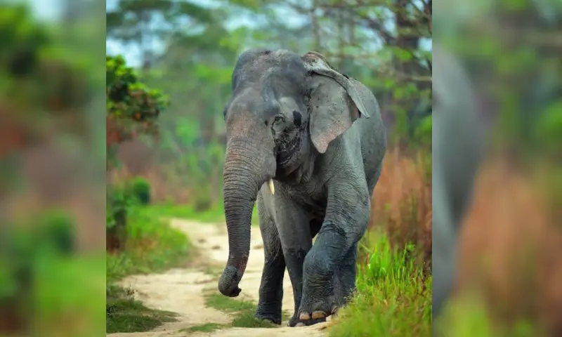 Silence on the wild: Assam's Independence Day address skips alarming wildlife, wetland & deforestation crises