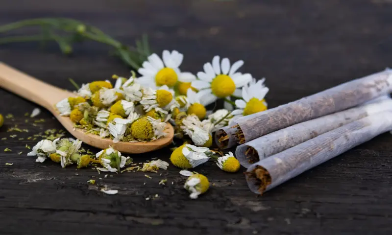 Herbal cigarettes may be as dangerous as tobacco: IIT Gandhinagar study